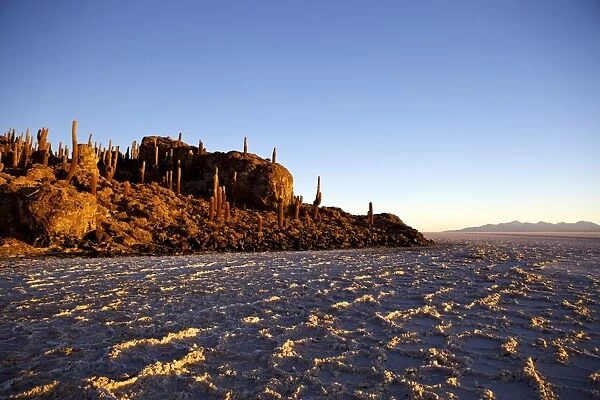 Cacti at sunset on Isla de los Pescadores and salt flats, Salar de Uyuni, Southwest Highlands, Bolivia, South America