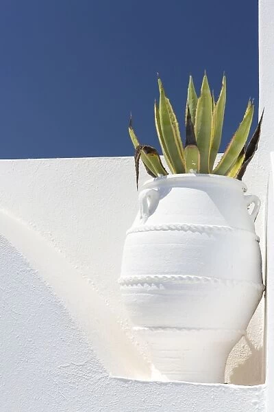 Cacti in whitewashed urn against white wall and blue sky, Imerovigli, Santorini, Cyclades