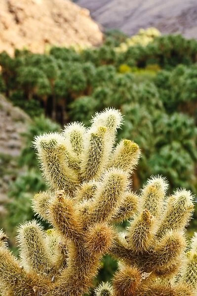 Cactus in Andreas Canyon, Palm Springs, California, United States of America