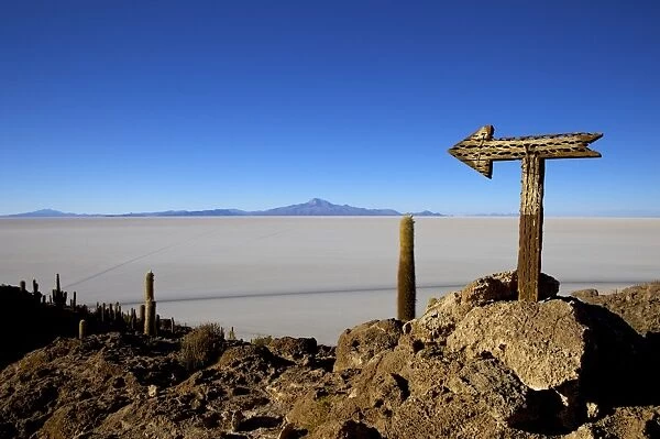 Cactus arrow on Isla de los Pescadores, Volcan Tunupa and the salt flats, Salar de Uyuni, Southwest Highlands, Bolivia, South America