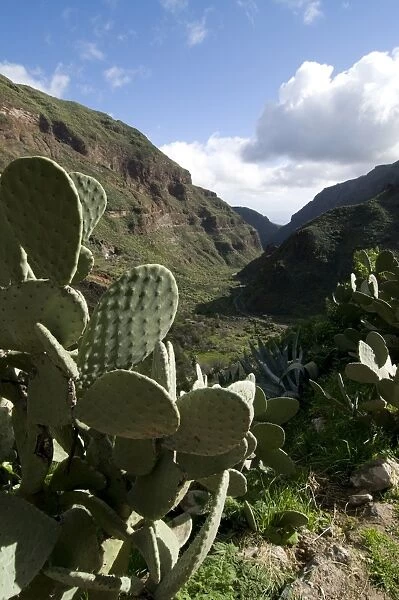 Cactus in the Barancode de Tirjana, Gran Canaria, Canary Islands, Spain, Europe
