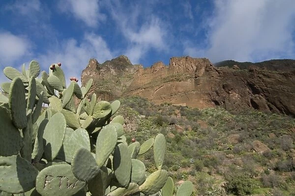Cactus in the Barancode de Tirjana, Gran Canaria, Canary Islands, Spain, Europe