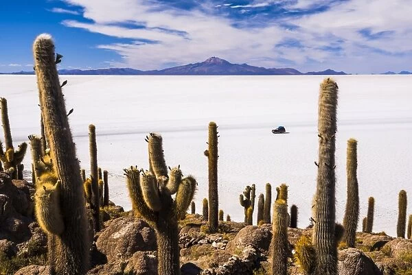 Cactus covered Fish Island (Isla Incahuasi) (Inka Wasi), Uyuni Salt Flats (Salar de Uyuni)
