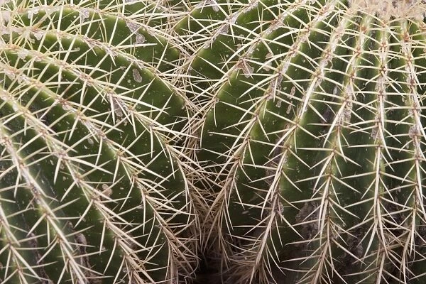 Cactus, Echinocactus Grusonii Hildmann, Jardin Botanico (Botanical Gardens), Valencia, Mediterranean, Costa del Azahar, Spain, Europe