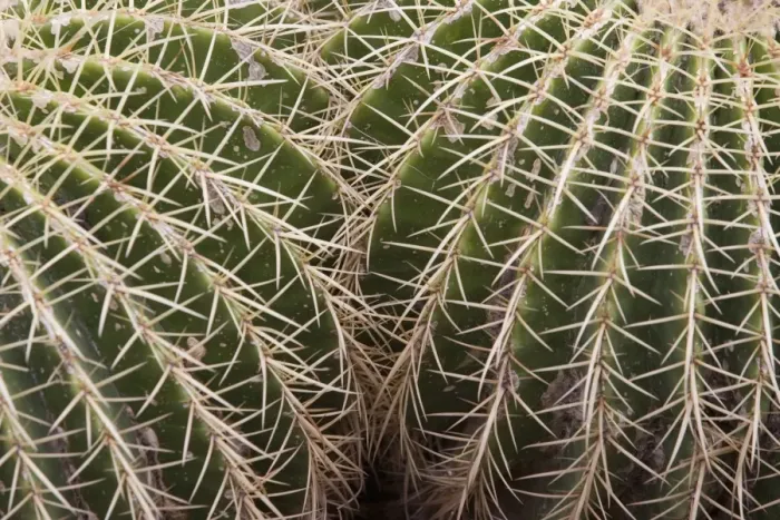 Framed Print : Cactus, Echinocactus Grusonii Hildmann, Jardin Botanico (Botanical Gardens), Valencia, Mediterranean, Costa del Azahar, Spain, Europe