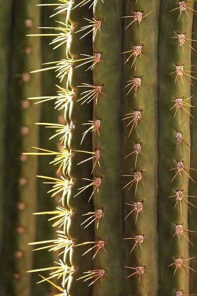 Detail of cactus in the garden of the Villa Majorelle, Marrakech, Morocco, North Africa, Africa