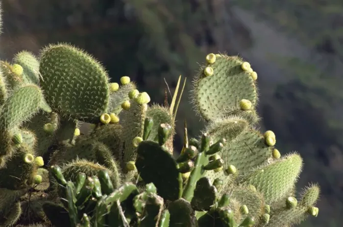 Framed Print : Cactus, Madeira Framed Print : Cactus, Madeira
