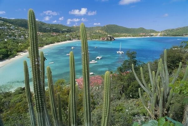Cactus plants and Bay of St