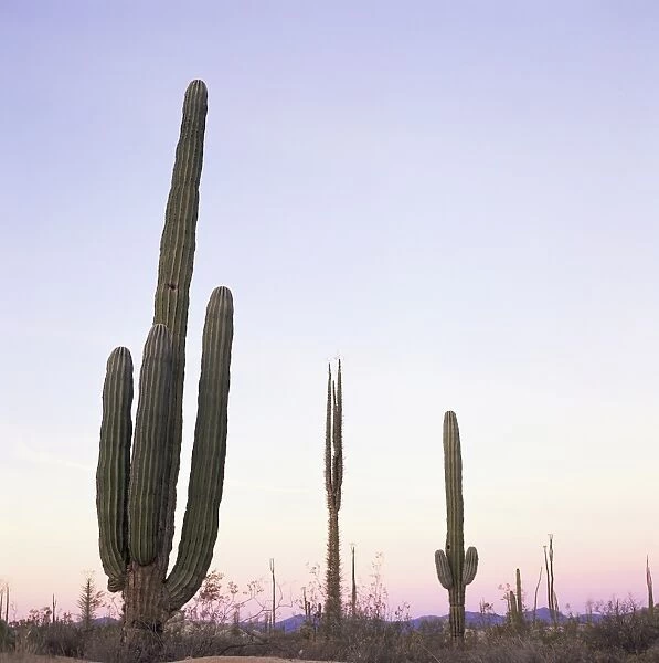 Cactus plants after sunset