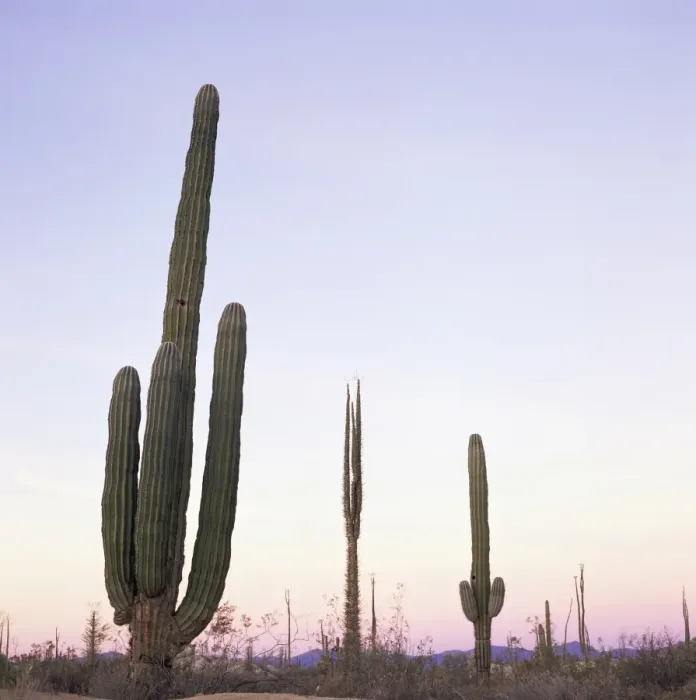 Framed Print : Cactus plants after sunset Framed Print : Cactus plants after sunset