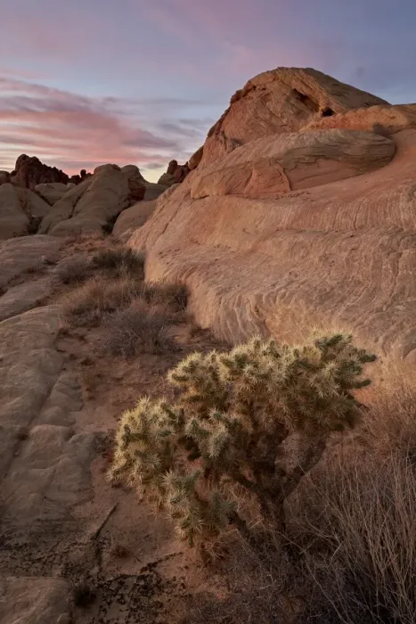 Framed Print : Cactus and sandstone formations at dawn, Valley Of Fire State Park, Nevada, United Framed Print : Cactus and sandstone formations at dawn, Valley Of Fire State Park, Nevada, United