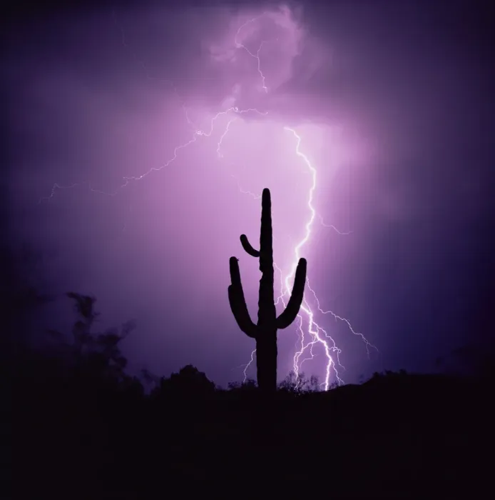 Framed Print : Cactus silhouetted against lightning Framed Print : Cactus silhouetted against lightning