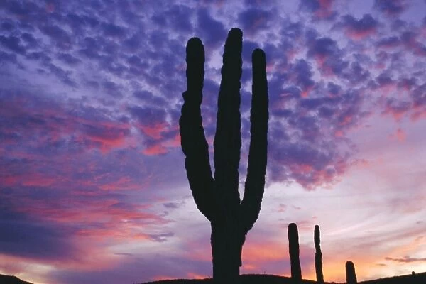 Cactus at sunset