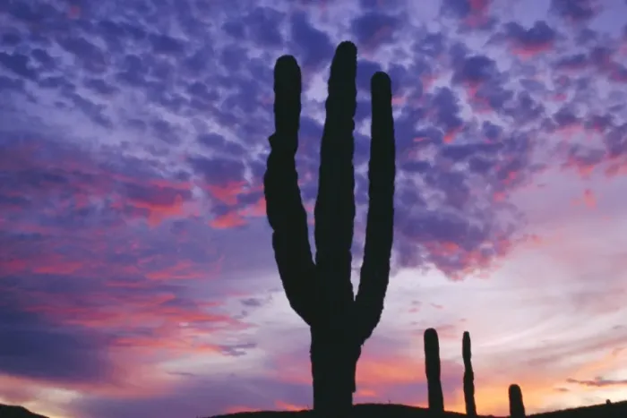 Framed Print : Cactus at sunset Framed Print : Cactus at sunset