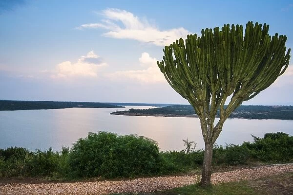 Cactus tree above the Kazinga Channel linking Lake George and Lake Edward at sunset, Queen Elizabeth National Park, Uganda, East Africa, Africa