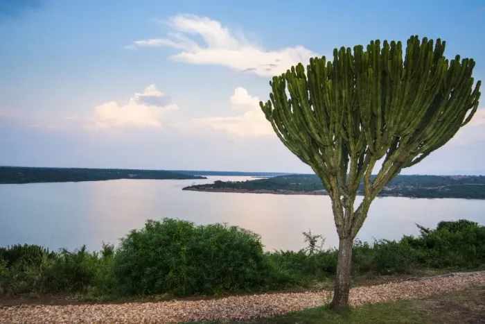 Framed Print : Cactus tree above the Kazinga Channel linking Lake George and Lake Edward at sunset, Queen Elizabeth National Park, Uganda, East Africa, Africa Framed Print : Cactus tree above the Kazinga Channel linking Lake George and Lake Edward at sunset, Queen Elizabeth National Park, Uganda, East Africa, Africa