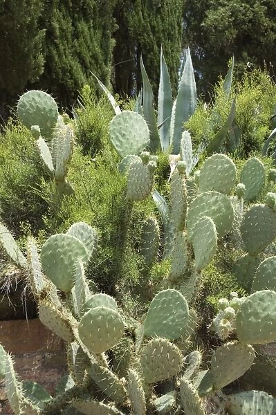 Cactus, Tuscany