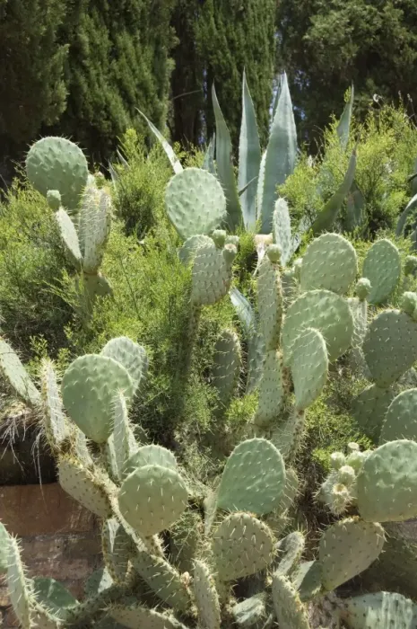 Framed Print : Cactus, Tuscany Framed Print : Cactus, Tuscany