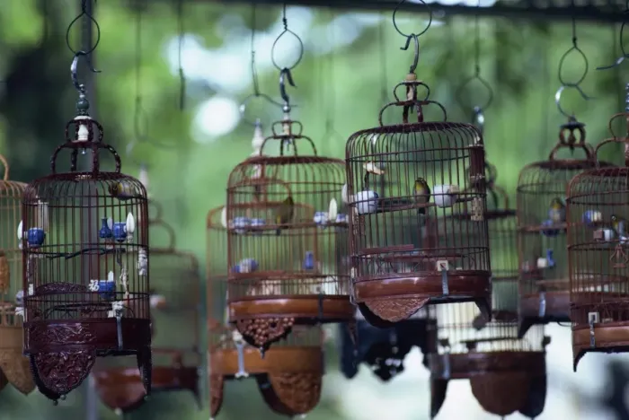 Framed Print : Caged birds for sale Framed Print : Caged birds for sale