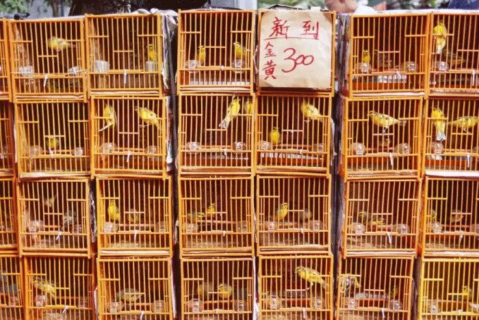 Framed Print : Caged birds for sale, Yuen Po Street, Bird Garden, Mong Kok, Kowloon, Hong Kong Framed Print : Caged birds for sale, Yuen Po Street, Bird Garden, Mong Kok, Kowloon, Hong Kong