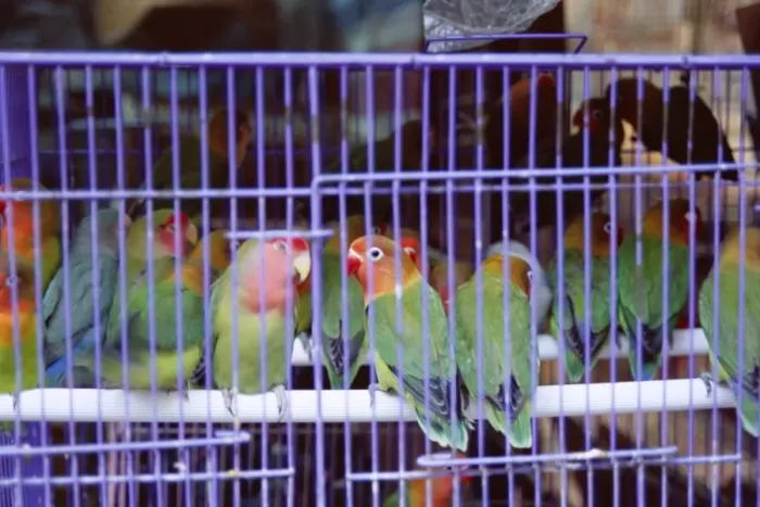 Framed Print : Caged birds, Yuen Po Street Bird Garden, Mong Kok, Kowloon, Hong Kong, China, Asia Framed Print : Caged birds, Yuen Po Street Bird Garden, Mong Kok, Kowloon, Hong Kong, China, Asia