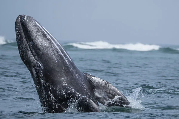 California gray whale calf (Eschrichtius robustus), breaching in San Ignacio Lagoon