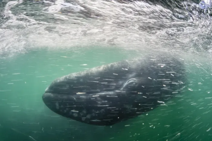 Framed Print : California gray whale calf (Eschrichtius robustus) underwater in San Ignacio Lagoon Framed Print : California gray whale calf (Eschrichtius robustus) underwater in San Ignacio Lagoon