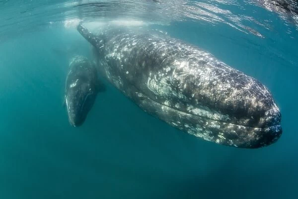 California gray whale (Eschrichtius robustus) mother and calf underwater in San Ignacio Lagoon