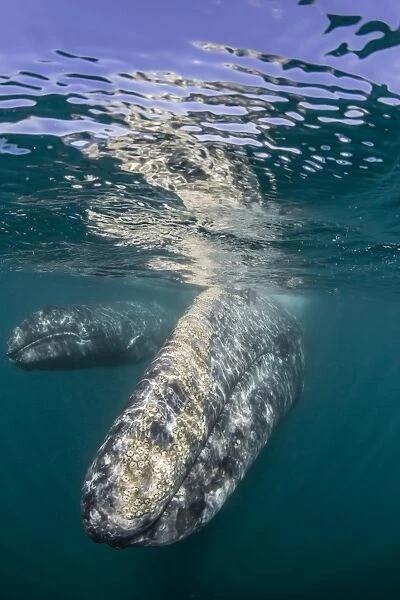 California gray whale (Eschrichtius robustus) mother and calf underwater in San Ignacio Lagoon