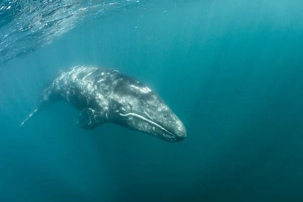 California gray whale (Eschrichtius robustus) calf underwater in San Ignacio Lagoon