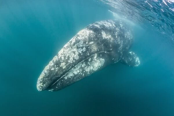California gray whale (Eschrichtius robustus) mother underwater in San Ignacio Lagoon