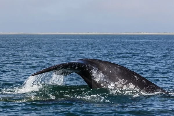 California gray whale (Eschrichtius robustus), flukes up dive in San Ignacio Lagoon