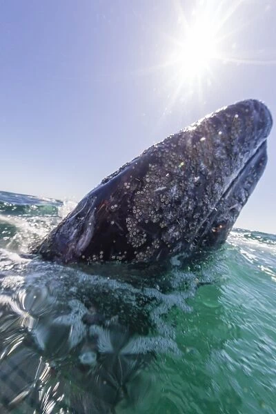 California gray whale (Eschrichtius robustus), spy-hopping in San Ignacio Lagoon