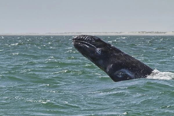 California gray whale (Eschrichtius robustus) calf breaching, San Ignacio Lagoon, Baja California Sur, Mexico, North America