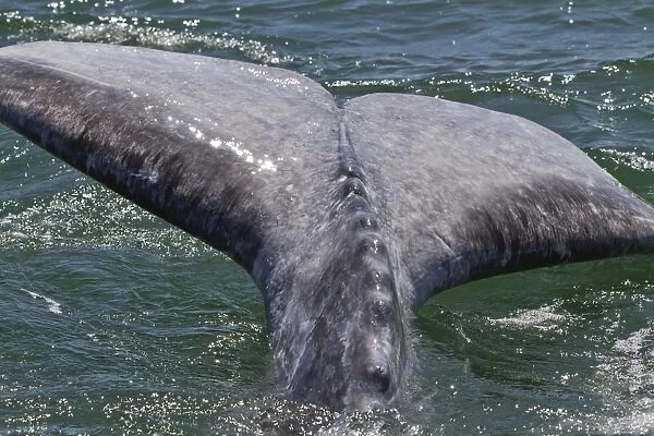 California gray whale (Eschrichtius robustus) calf tail, San Ignacio Lagoon, Baja California Sur, Mexico, North America