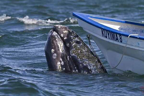 California gray whale (Eschrichtius robustus) close to whale watchers boat, San Ignacio Lagoon, Baja California Sur, Mexico, North America