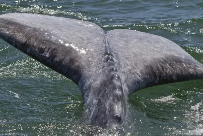 Framed Print : California gray whale (Eschrichtius robustus) calf tail, San Ignacio Lagoon, Baja California Sur, Mexico, North America Framed Print : California gray whale (Eschrichtius robustus) calf tail, San Ignacio Lagoon, Baja California Sur, Mexico, North America