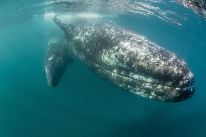 Framed Print : California gray whale (Eschrichtius robustus) mother and calf underwater in San Ignacio Lagoon Framed Print : California gray whale (Eschrichtius robustus) mother and calf underwater in San Ignacio Lagoon