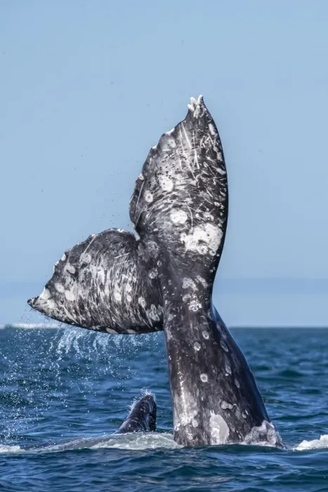Framed Print : California gray whales (Eschrichtius robustus), courtship behaviour, San Ignacio Lagoon Framed Print : California gray whales (Eschrichtius robustus), courtship behaviour, San Ignacio Lagoon