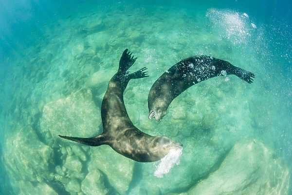 California sea lion bulls (Zalophus californianus) underwater, Los Islotes, Baja California Sur