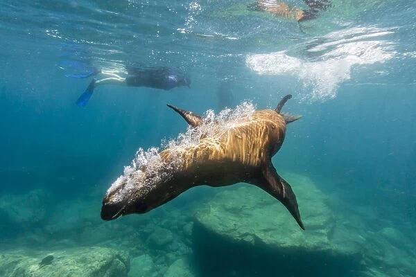 California sea lion (Zalophus californianus) underwater with snorkeler at Los Islotes