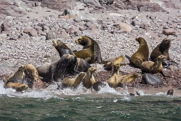 California sea lion (Zalophus californianus) herd stampeding to the sea at Isla San Esteban