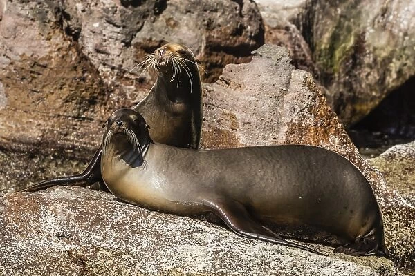 California sea lion (Zalophus californianus) pair hauled out on Isla San Pedro Martir