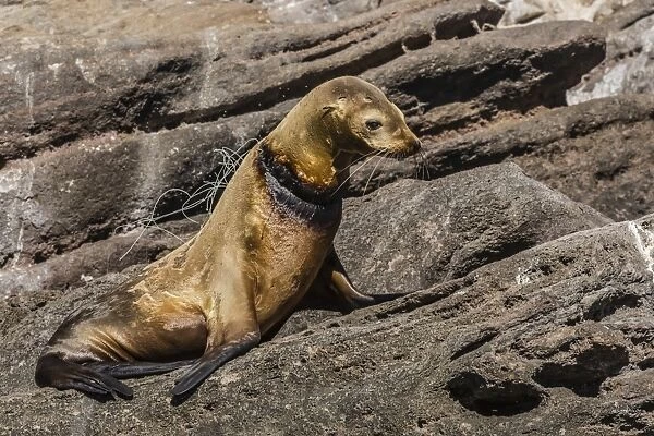 California sea lion (Zalophus californianus) female with monofilament net around