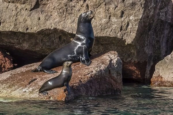 California sea lion (Zalophus californianus) bull and pup hauled out on Los Islotes