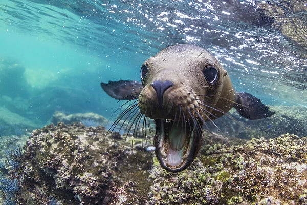 California sea lion (Zalophus californianus), underwater at Los Islotes