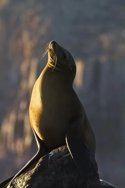 California sea lion (Zalophus californianus), Los Islotes, Baja California Sur, Gulf of California (Sea of Cortez), Mexico, North America