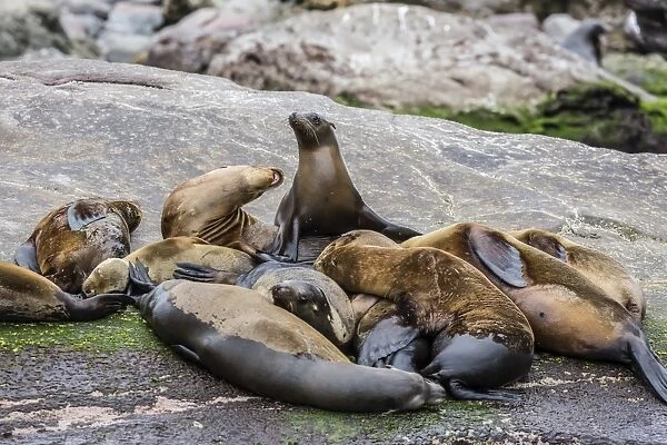California sea lions (Zalophus californianus) hauled out on Isla San Pedro Martir