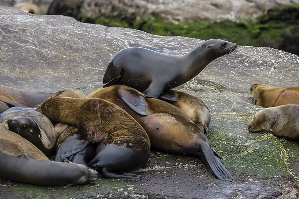 California sea lions (Zalophus californianus) hauled out on Isla San Pedro Martir