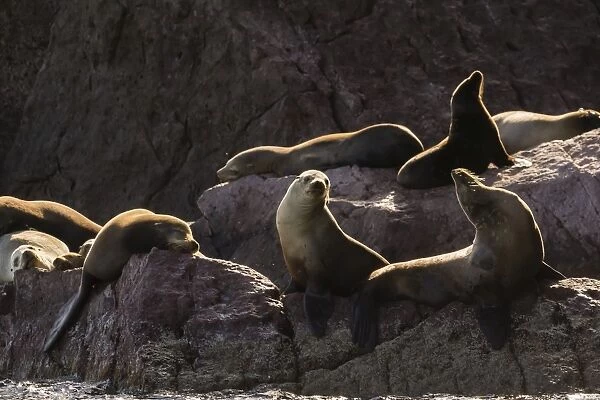 California sea lions (Zalophus californianus) hauled out on Los Islotes, Baja California Sur